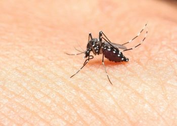 Bệnh do côn trùng gây ra – Các triệu chứng và hạng mục kiểm tra