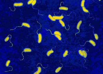 Tìm hiểu bệnh nhiễm khuẩn Vibrio không phải tả thường thấy