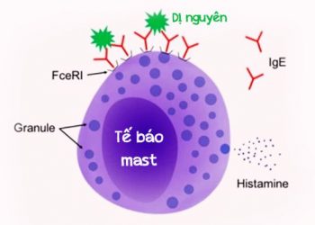 Bệnh bạch cầu Tế bào Mast là gì? Nguyên nhân, triệu chứng, chế độ ăn