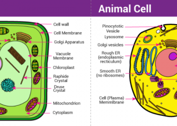 Sự khác biệt giữa tế bào thực vật và tế bào động vật